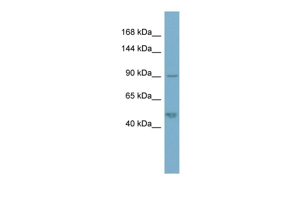 1 - PKP2 antibody - N-terminal region AI13967