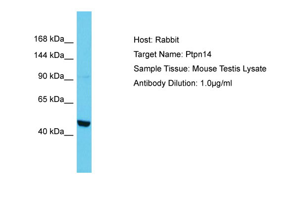 1 - Ptpn14 Antibody - N-terminal region AI13974