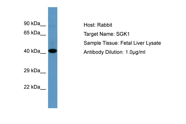 1 - SGK1 Antibody - C-terminal region AI13977