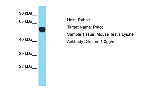 1 - Prkcd Antibody - N-terminal region AI13987