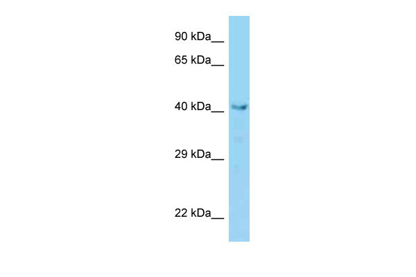1 - Vps36 antibody - N-terminal region AI14011