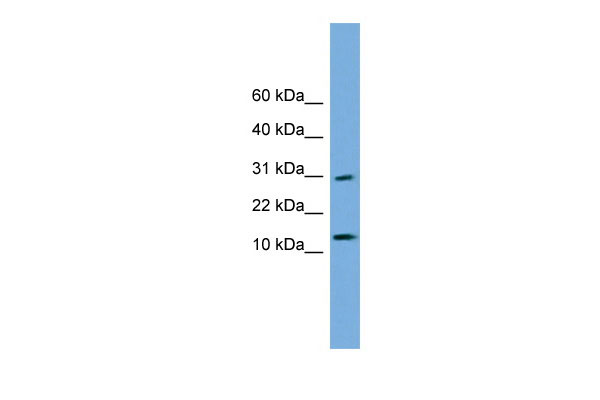 1 - GOLGA7 antibody - N-terminal region AI14013