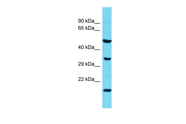 1 - l7Rn6 Antibody - N-terminal region AI14028