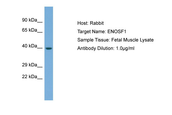 1 - ENOSF1 Antibody - middle region AI14039