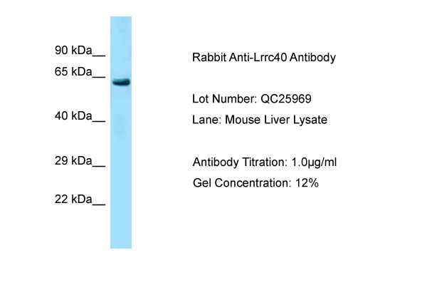 1 - Lrrc40 antibody - C-terminal region AI14049