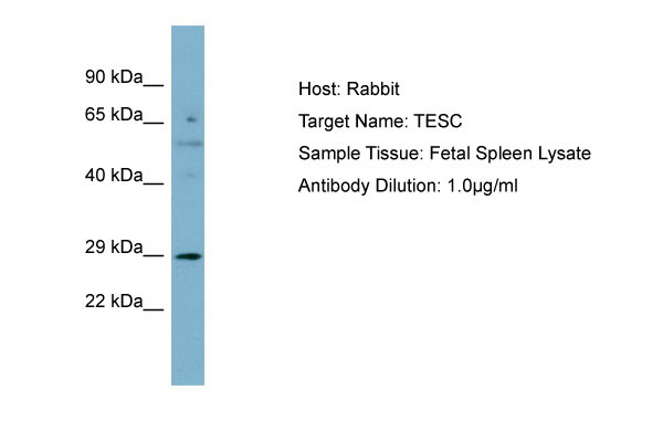 1 - TESC Antibody - N-terminal region AI14050