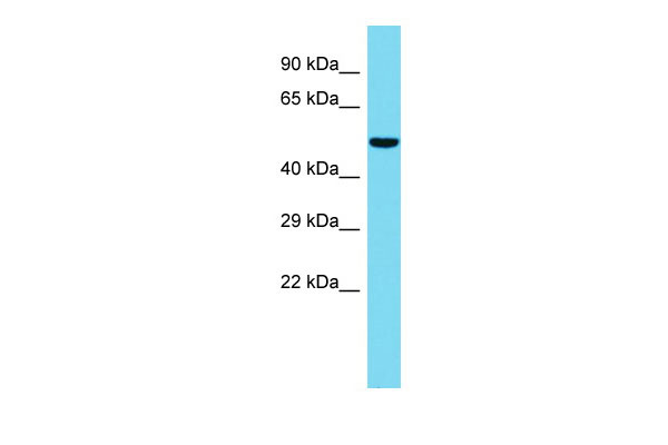 1 - Gpatc2 Antibody - C-terminal region AI14056