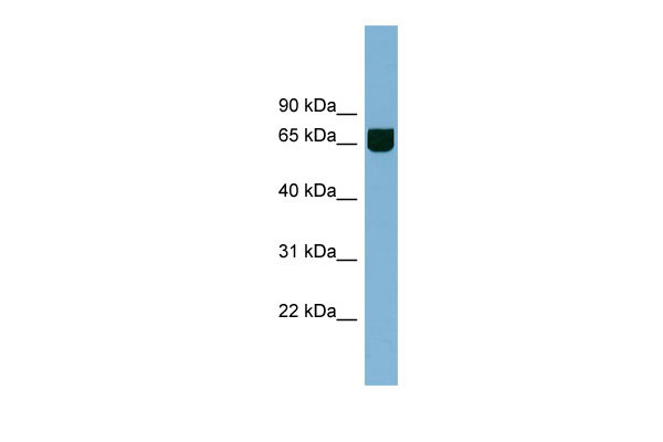1 - RIC8B antibody - middle region AI14060