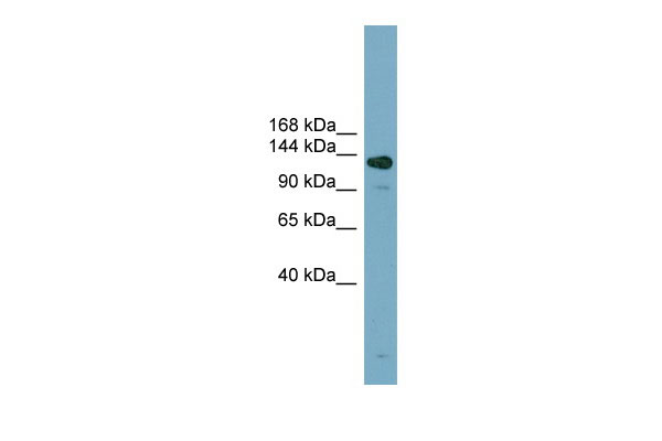 1 - ASXL2 antibody - middle region AI14067