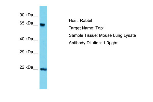 1 - Tdp1 Antibody - C-terminal region AI14074