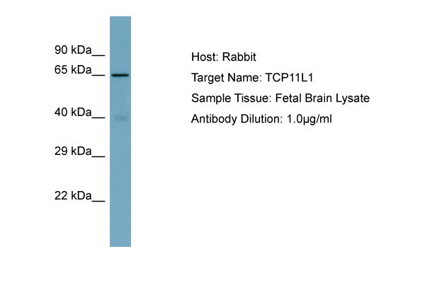1 - TCP11L1 Antibody - C-terminal region AI14080