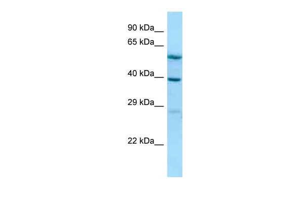 1 - ALLC antibody - N-terminal region AI14082