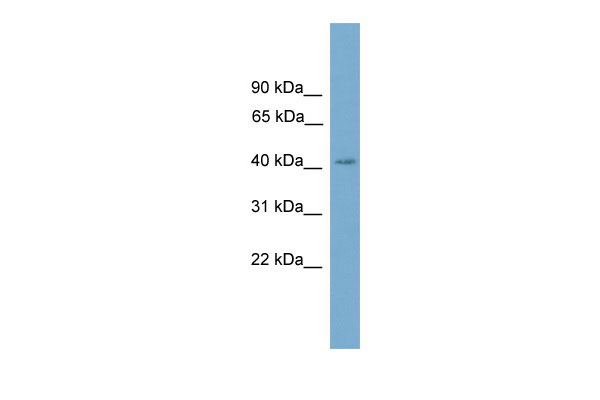 1 - CXorf9 antibody - C-terminal region AI14095