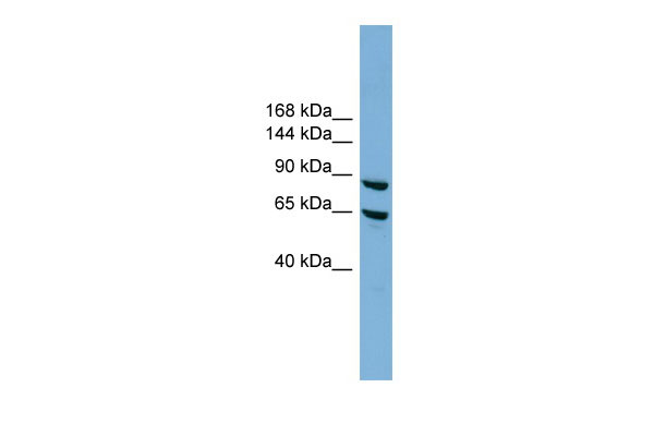 1 - EXOC6 antibody - N-terminal region AI14097