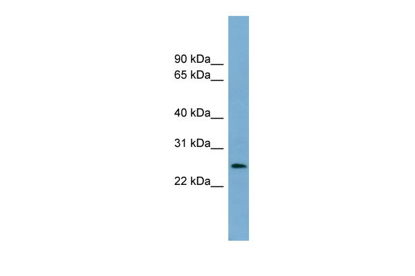 1 - LIN37 antibody - middle region AI14101