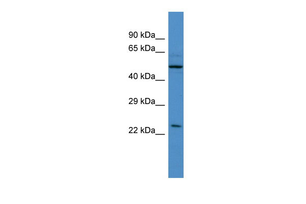 1 - UBQLN4 Antibody - C-terminal region AI14104