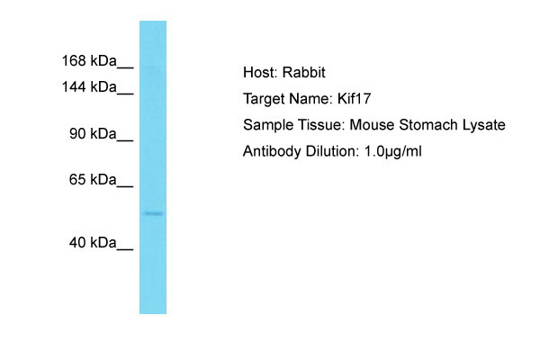 1 - Kif17 Antibody - middle region AI14125