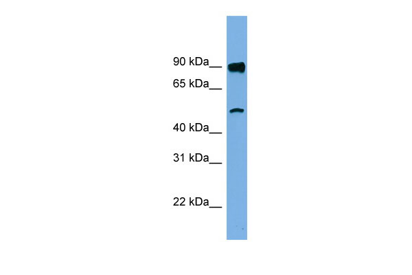 1 - FAM160B1 antibody - N-terminal region AI14130