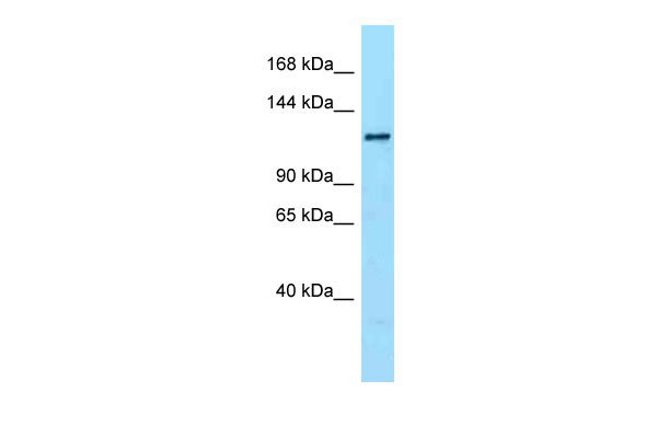 1 - Dennd1a antibody - C-terminal region AI14131