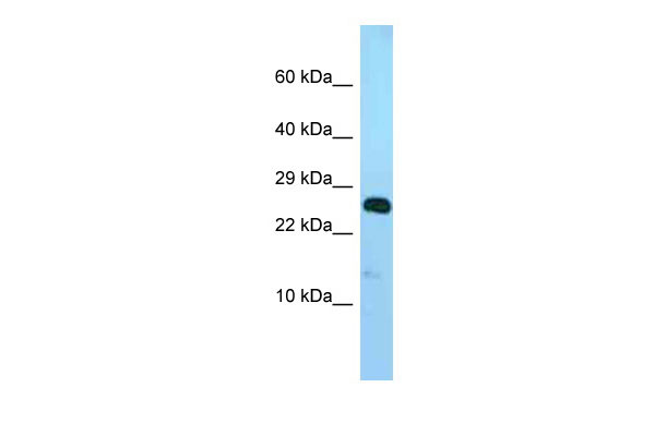 1 - Ndufv2 Antibody - N-terminal region AI14132