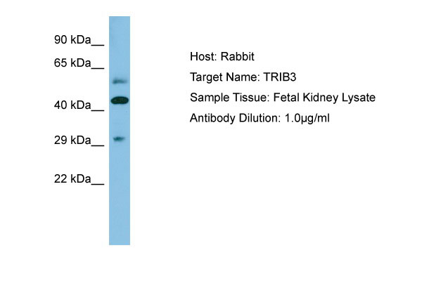 1 - TRIB3 Antibody - N-terminal region AI14138