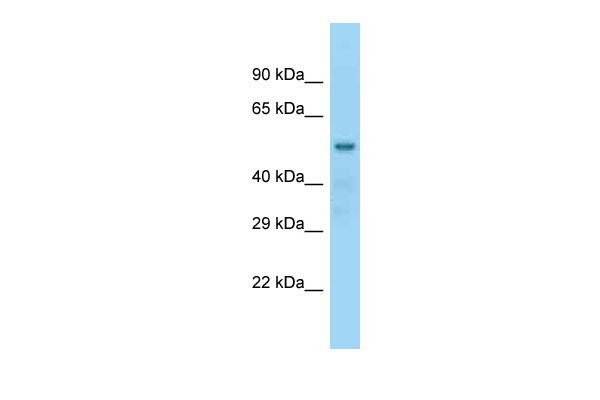 1 - Nap1l2 Antibody - N-terminal region AI14146