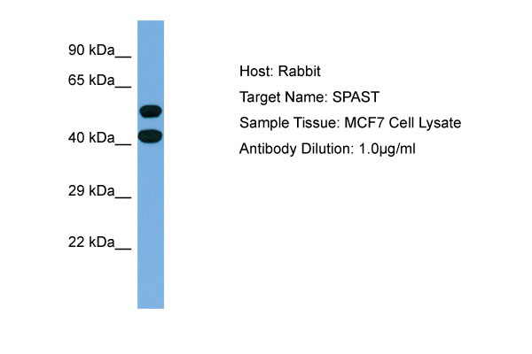 1 - SPAST Antibody - middle region AI14153