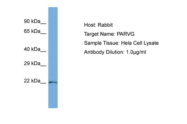 1 - PARVG Antibody - N-terminal region AI14156