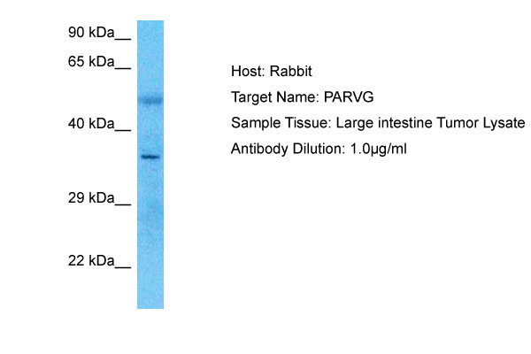 1 - PARVG Antibody - C-terminal region AI14157