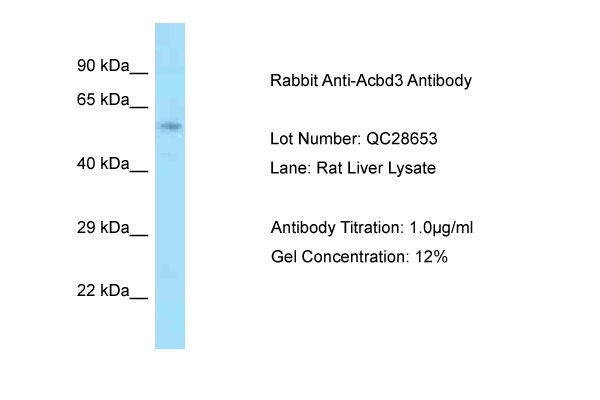 1 - Acbd3 antibody - middle region AI14167