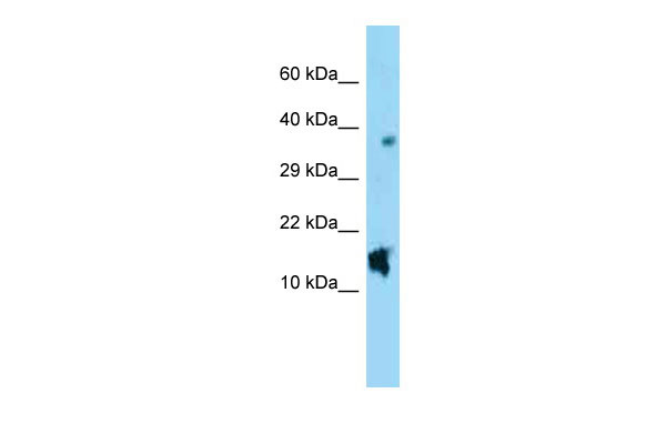 1 - Nppc Antibody - C-terminal region AI14170