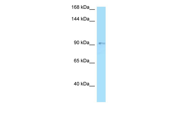 1 - OPA1 antibody - N-terminal region AI14185