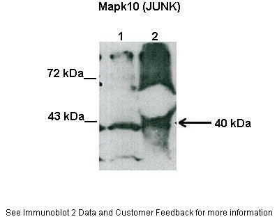 1 - Mapk10 antibody - N-terminal region AI14188