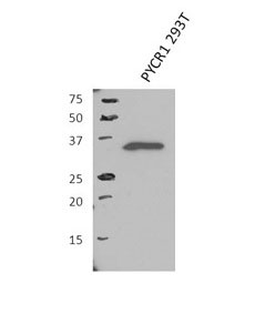 1 - PYCR1 antibody - middle region AI14192