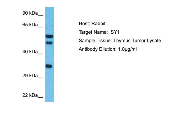 1 - ISY1 Antibody - C-terminal region AI14209