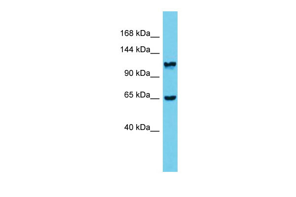 1 - Mprip Antibody - middle region AI14213
