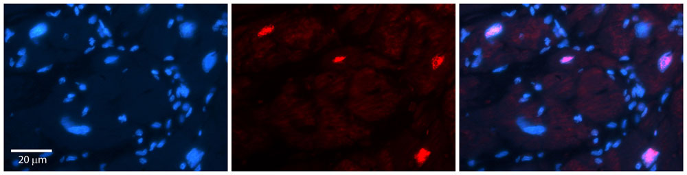 2 - Pou3f3 Antibody - C-terminal region AI14216