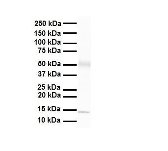 1 - Pou3f3 Antibody - C-terminal region AI14216
