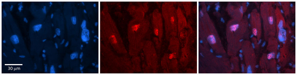 2 - Arih2 Antibody - C-terminal region AI14225