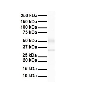 1 - Arih2 Antibody - C-terminal region AI14225