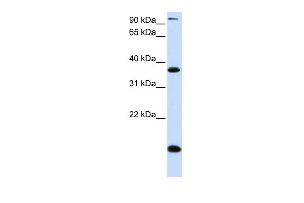 1 - KLF8 antibody - N-terminal region AI14227