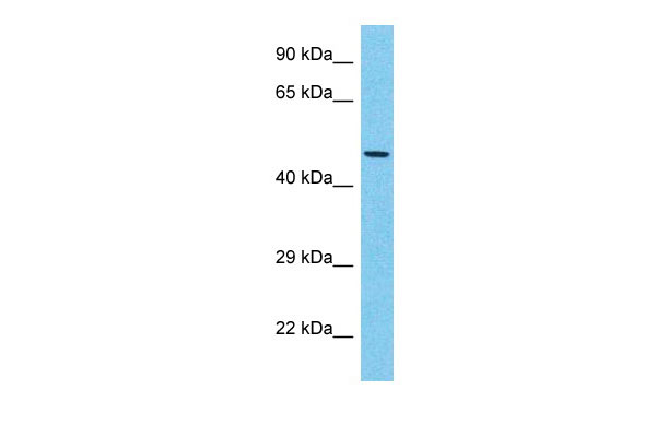 1 - EYA3 Antibody - middle region AI14235