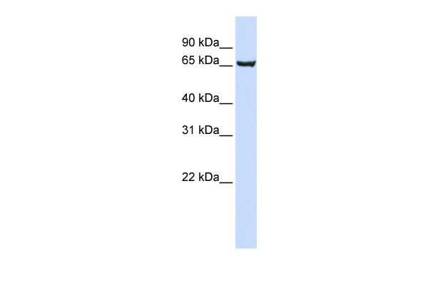 1 - SOX13 antibody - middle region AI14255