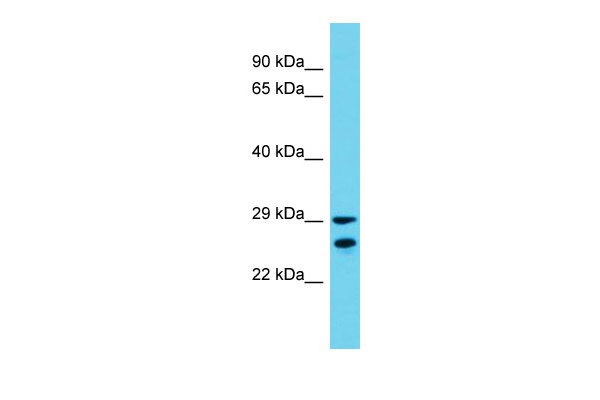 1 - Zar1l Antibody - C-terminal region AI14260