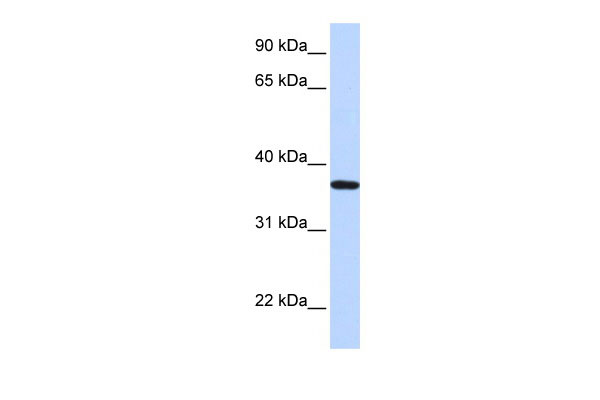 1 - LCN12 antibody - N-terminal region AI14299