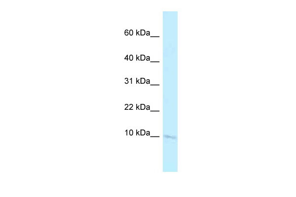 1 - Banf2 antibody - N-terminal region AI14308