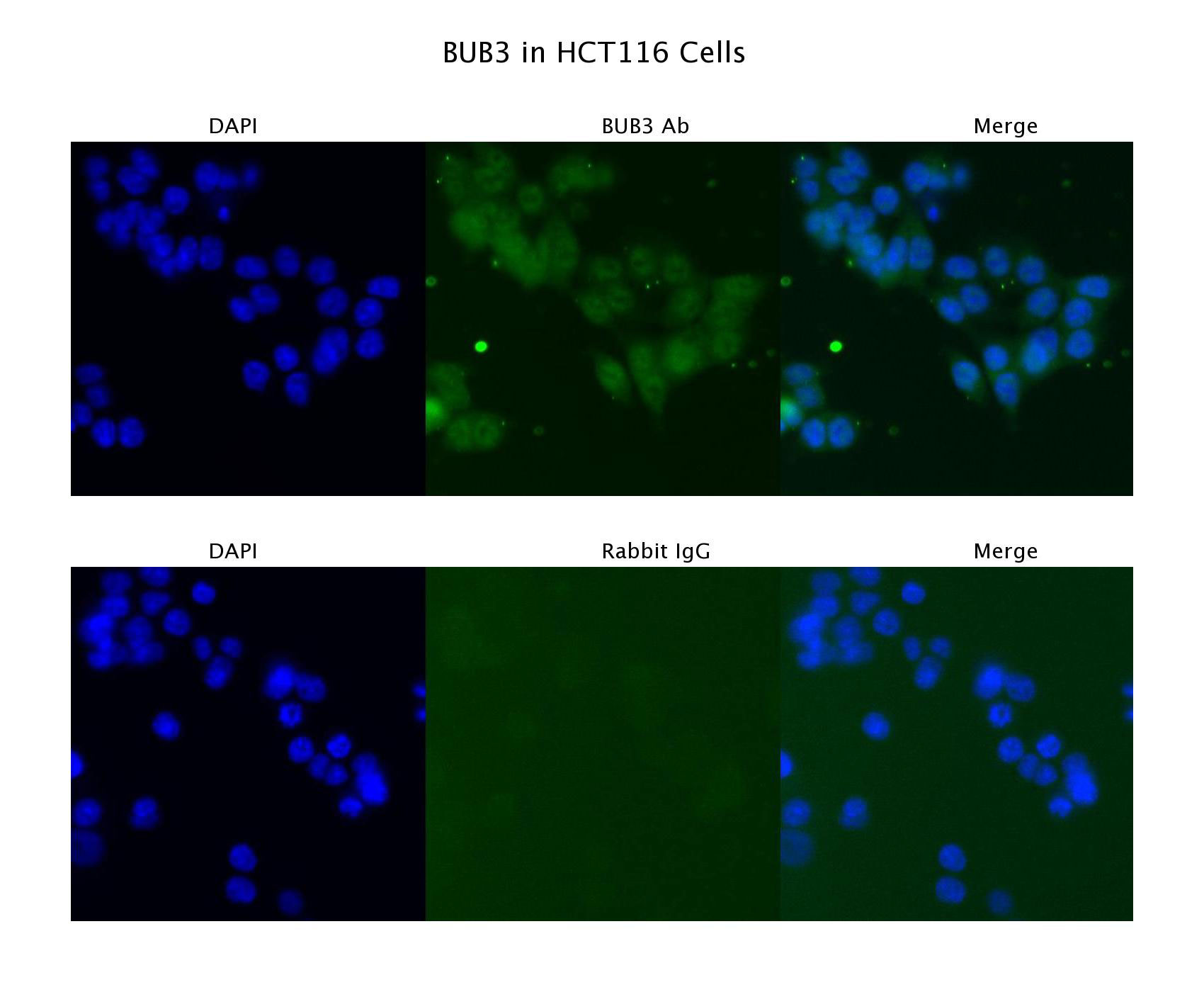 3 - BUB3 antibody - N-terminal region AI14310