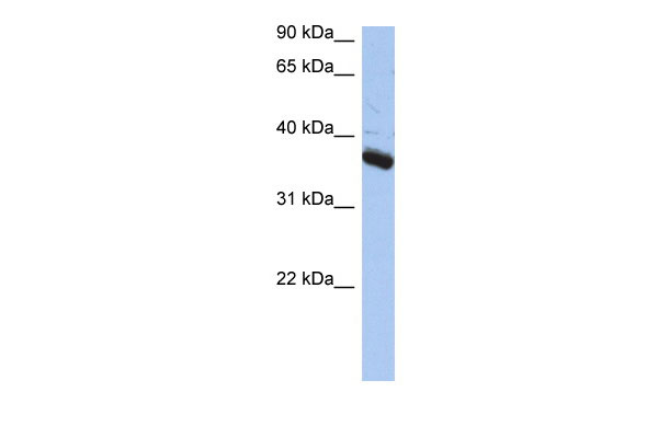 1 - BUB3 antibody - N-terminal region AI14310