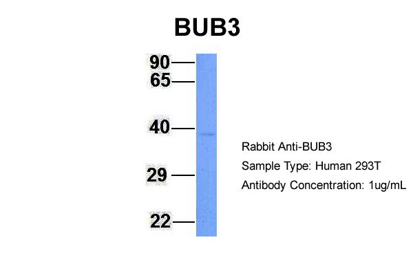 1 - BUB3 antibody - N-terminal region AI14310