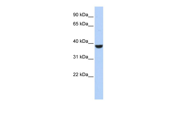 1 - PPP1CA antibody - N-terminal region AI14315